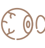 Cornea